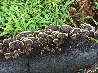 Trametes versicolor image