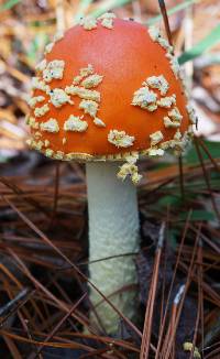 Amanita muscaria var. persicina image