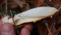 Amanita muscaria var. persicina image