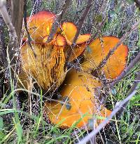 Omphalotus olivascens image