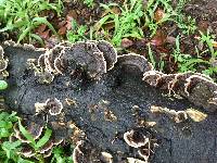 Trametes versicolor image