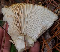 Amanita muscaria var. persicina image