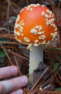 Amanita muscaria var. persicina image