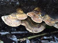 Trametes versicolor image