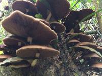 Agrocybe parasitica image