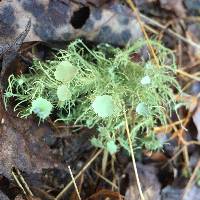 Usnea strigosa image