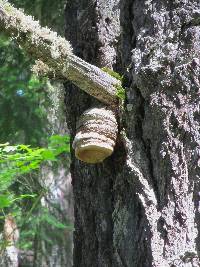 Fomitopsis officinalis image