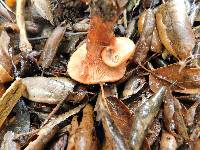 Lactarius rufulus image