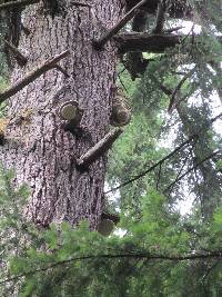 Fomitopsis officinalis image