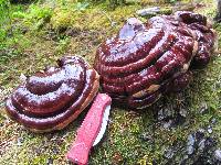 Ganoderma oregonense image