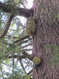 Fomitopsis officinalis image