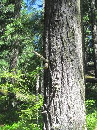 Fomitopsis officinalis image