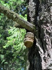 Fomitopsis officinalis image