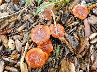 Lactarius rufulus image