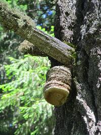 Fomitopsis officinalis image