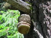 Fomitopsis officinalis image