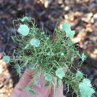 Usnea strigosa image