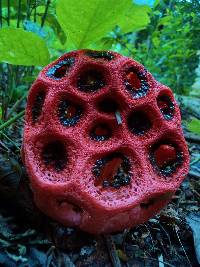 Clathrus crispus image