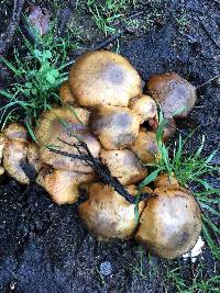 Armillaria mellea image