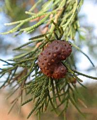 Gymnosporangium juniperi-virginianae image