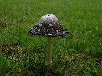 Coprinus comatus image