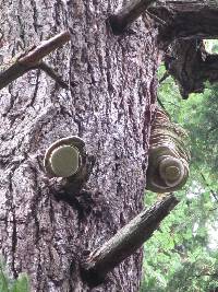 Fomitopsis officinalis image