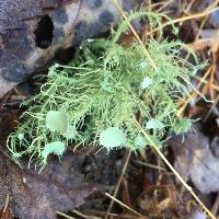 Usnea strigosa image