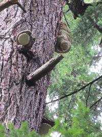 Fomitopsis officinalis image