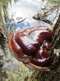 Ganoderma oregonense image