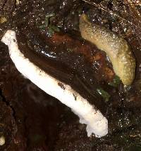 Ganoderma applanatum image