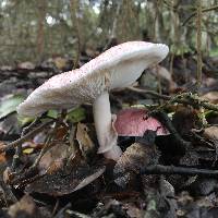 Lepiota decorata image