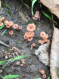 Contumyces rosellus image