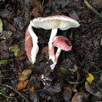 Lepiota decorata image