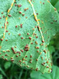 Puccinia malvacearum image