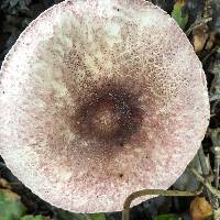 Lepiota decorata image