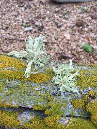 Ramalina leptocarpha image