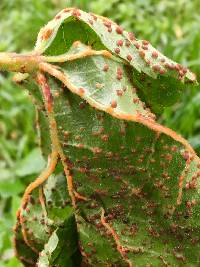 Puccinia malvacearum image