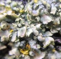 Physcia adscendens image