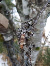 Peltigera collina image