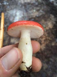 Russula cremoricolor image