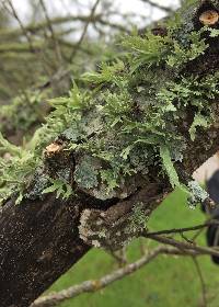 Ramalina complanata image