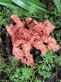 Clathrus ruber image