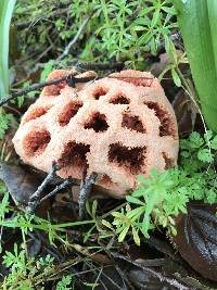 Clathrus ruber image