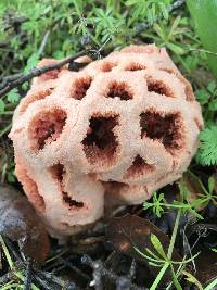 Clathrus ruber image