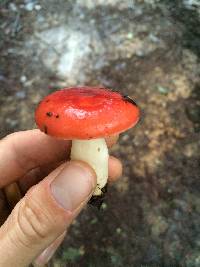 Russula cremoricolor image