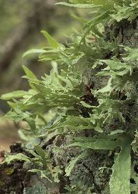 Ramalina complanata image