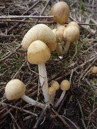 Psathyrella candolleana image