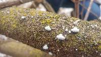 Schizophyllum commune image