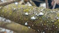 Schizophyllum commune image