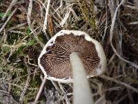 Psathyrella candolleana image